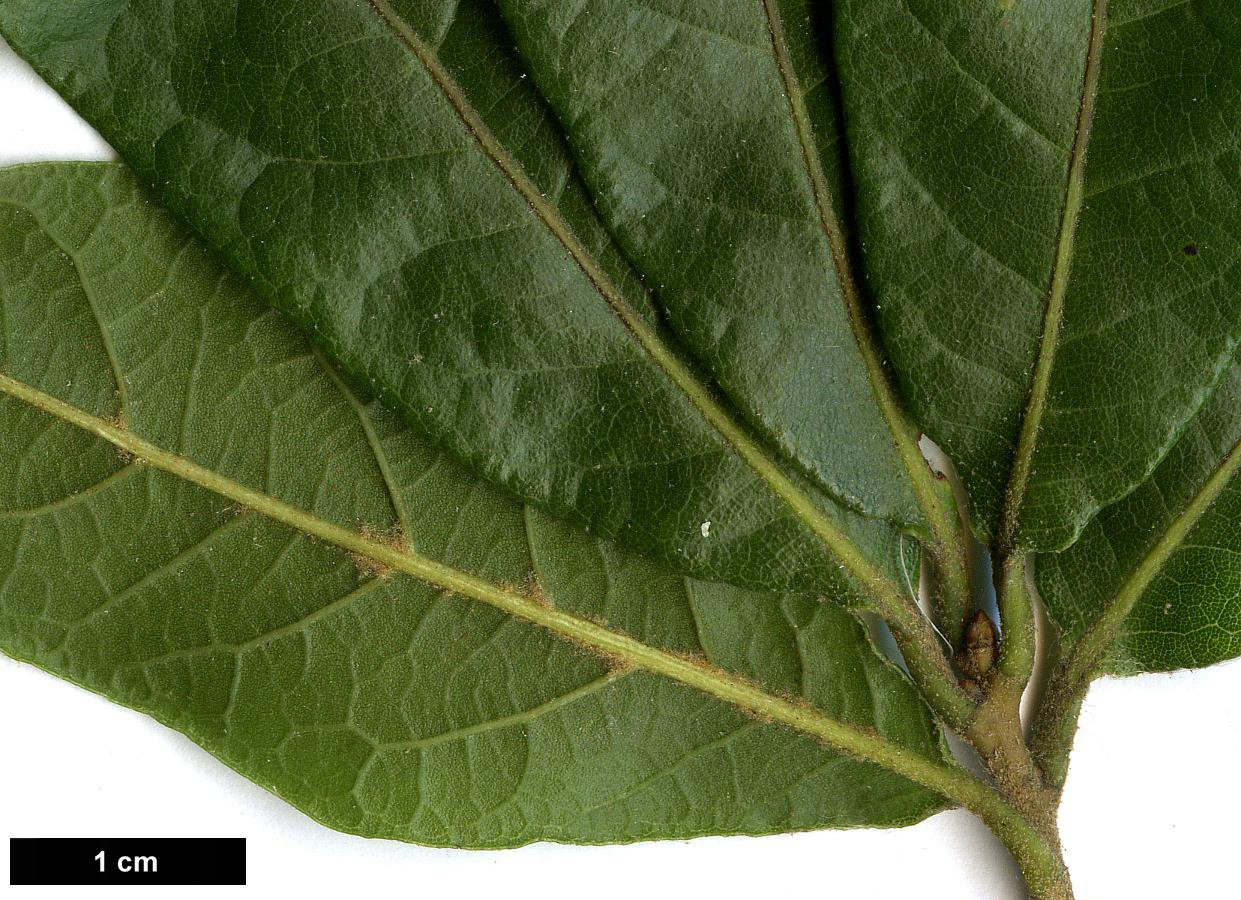 High resolution image: Family: Fagaceae - Genus: Quercus - Taxon: crassipes × Q.laurina